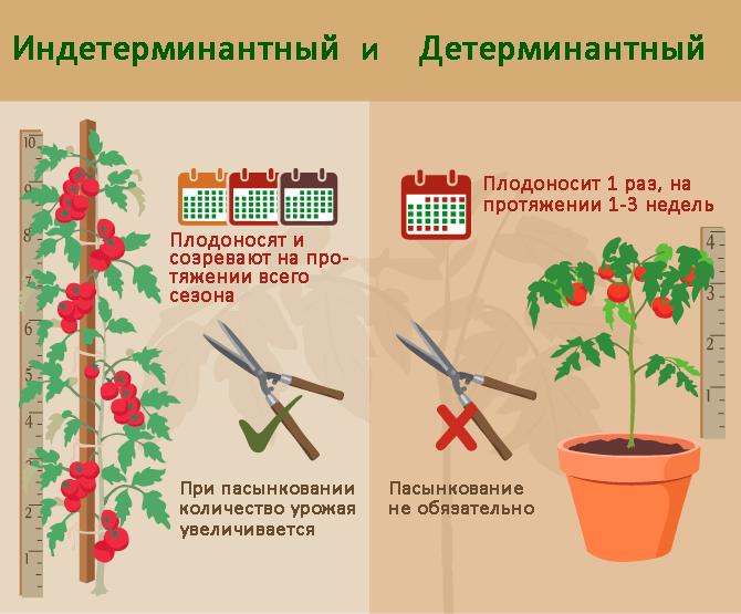 различия детерминантного и индетерминантного сорта помидор