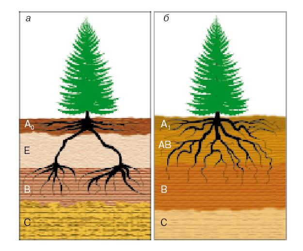 корневой системы ели