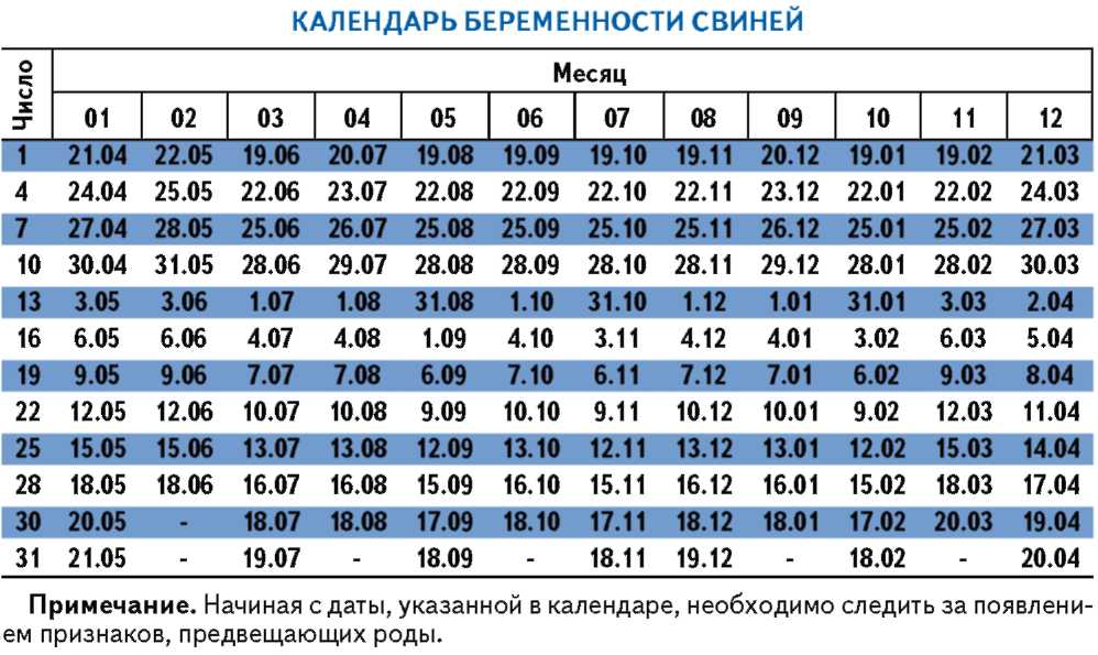 календарь беременности свиней