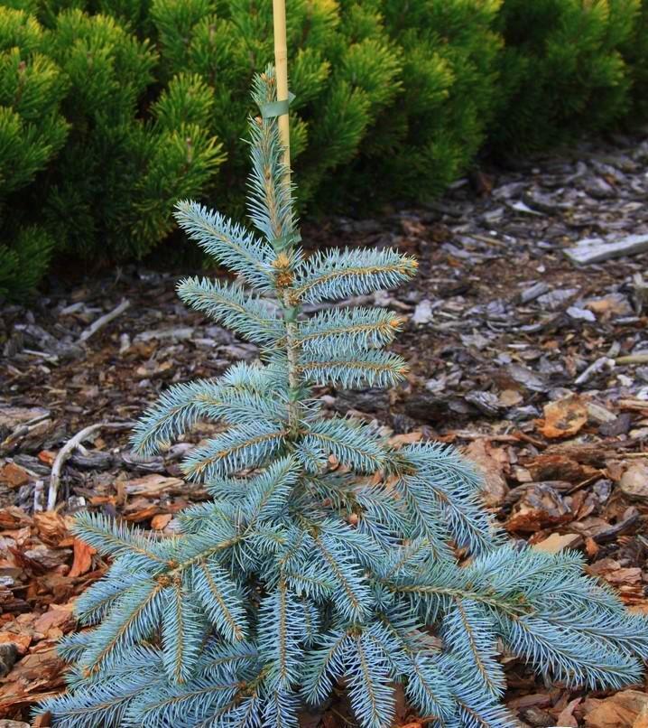 Argentea Pendula (Аргентеа Пендула)