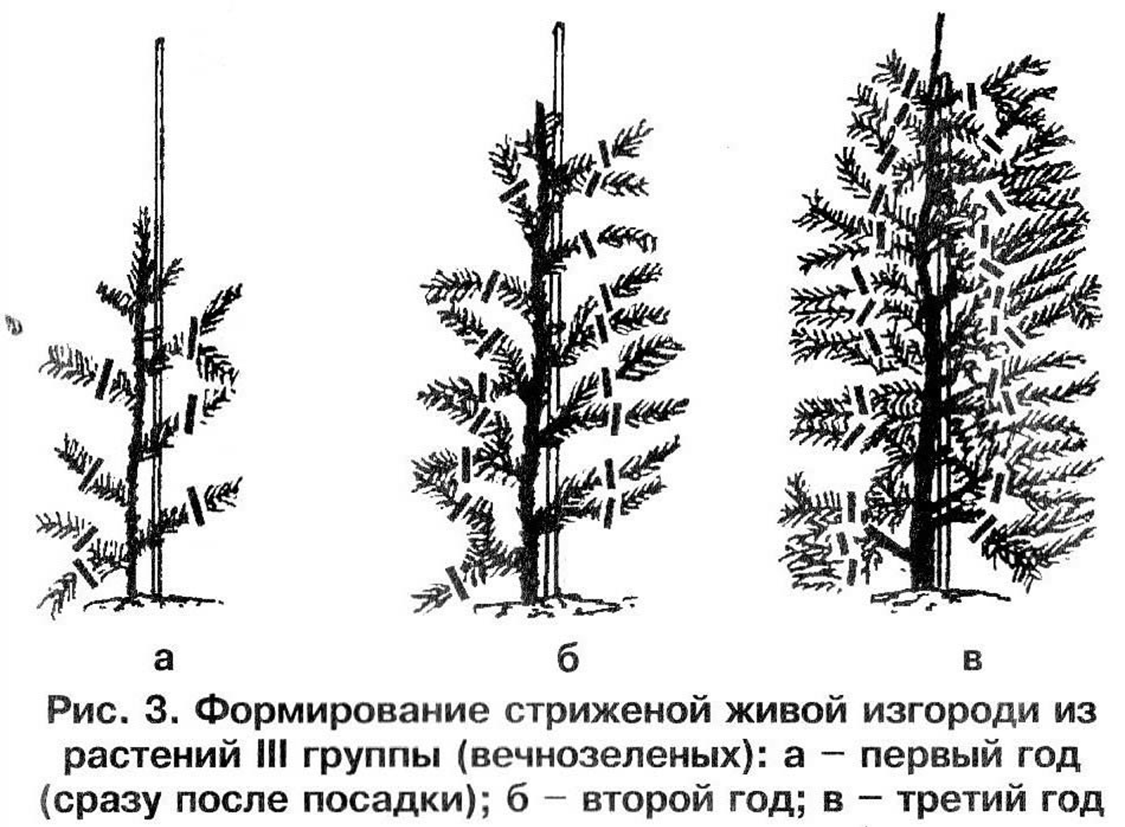 Как правильно обрезать 