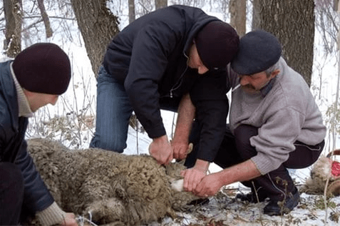 Забой и обескровливание