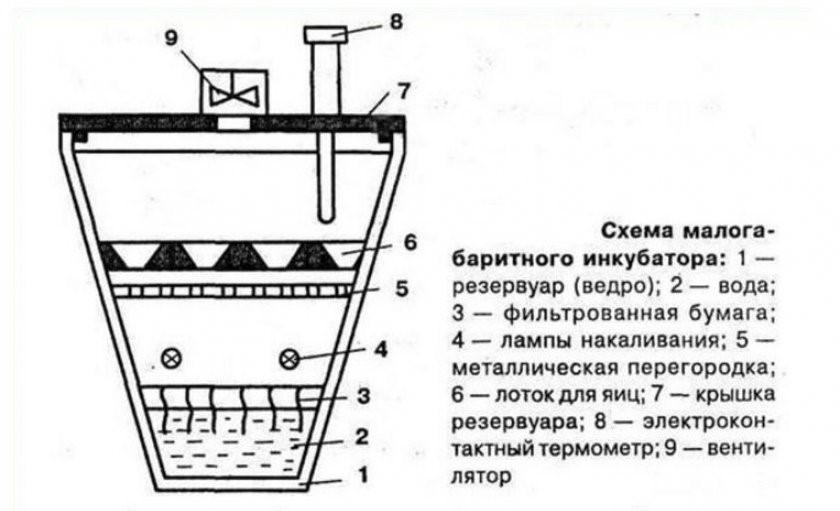 инкубатор для яиц