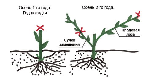 обрезка винограда