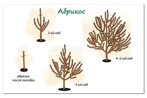 обрезка абрикоса по годам 