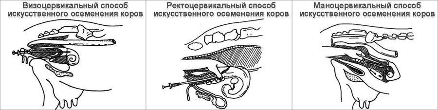 визоцервикальный способ осеменения коров