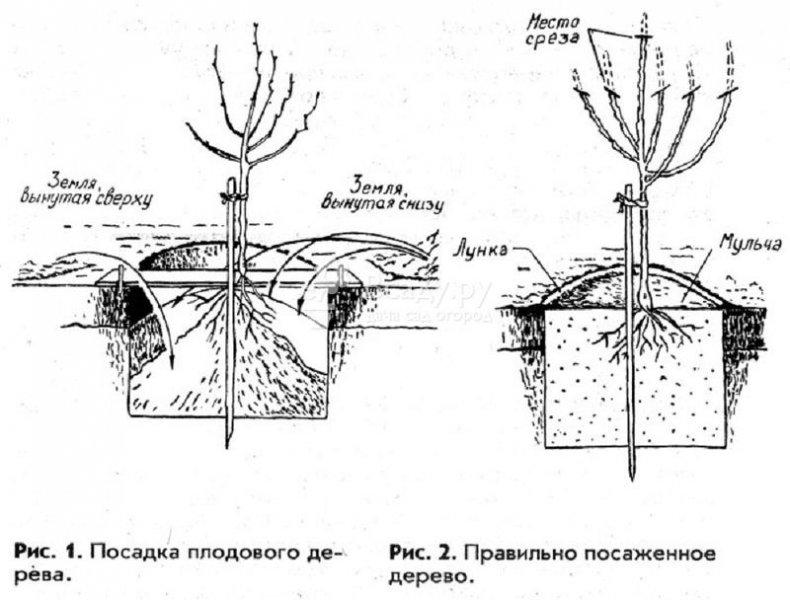 схема посадки