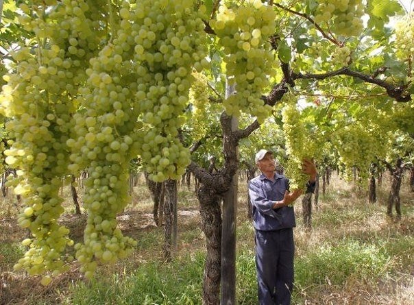 виноград солярис