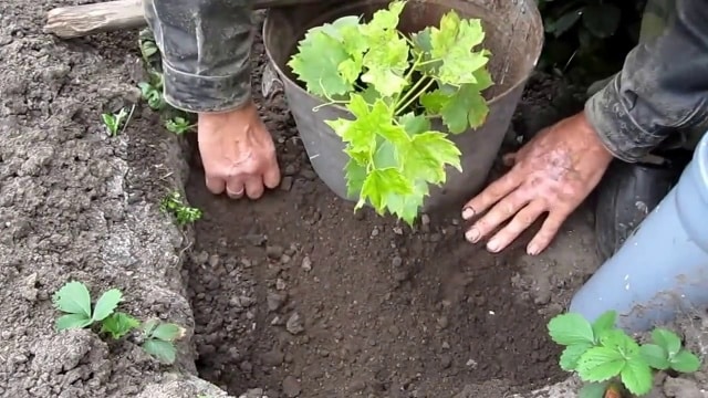 виноград ведьмины пальцы