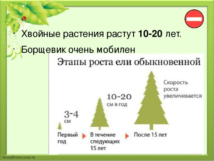 Сколько лет растет ель, с какой скоростью за год, что влияет на темпы