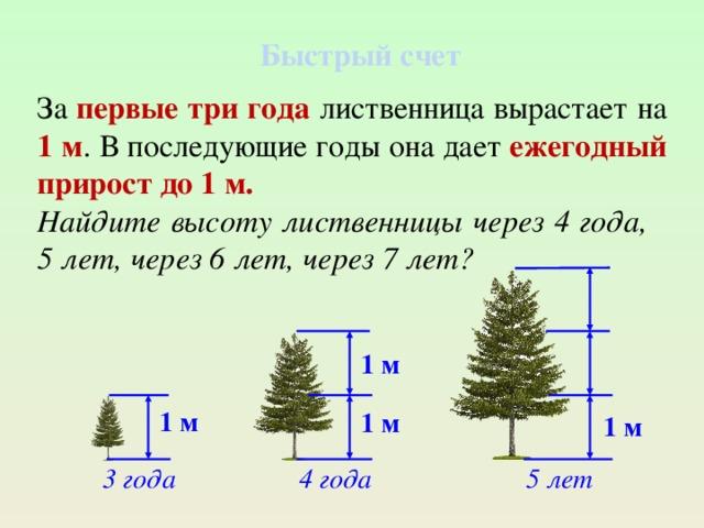 Сколько лет растет сосна и количество сантиметров, которые прибавляет за год