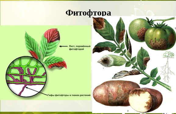 описание болезни фитофтора