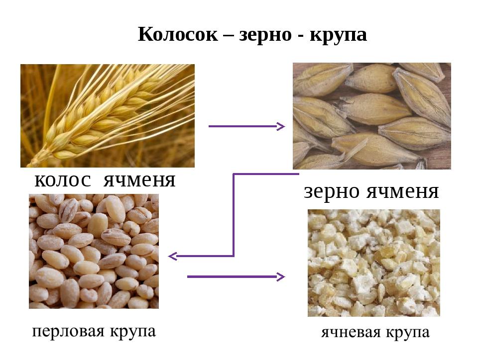 Что делают из ячменя фото