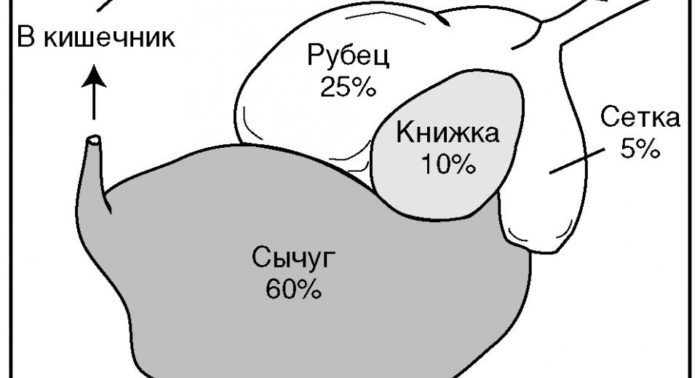 Сколько у коровы желудков, их названия и функции, строение и расположение