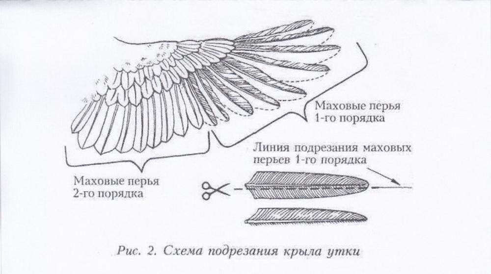 обрезка крыльев