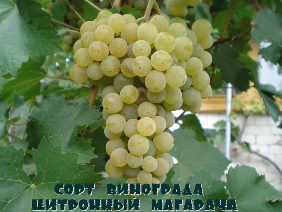 виноград цитронный магарача