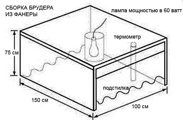 брудер для утят