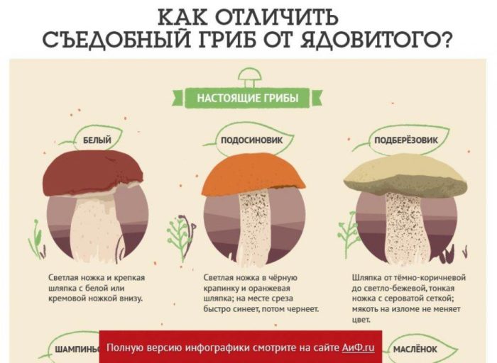 Как отличить съедобный гриб от ядовитого несъедобного, в чем разница