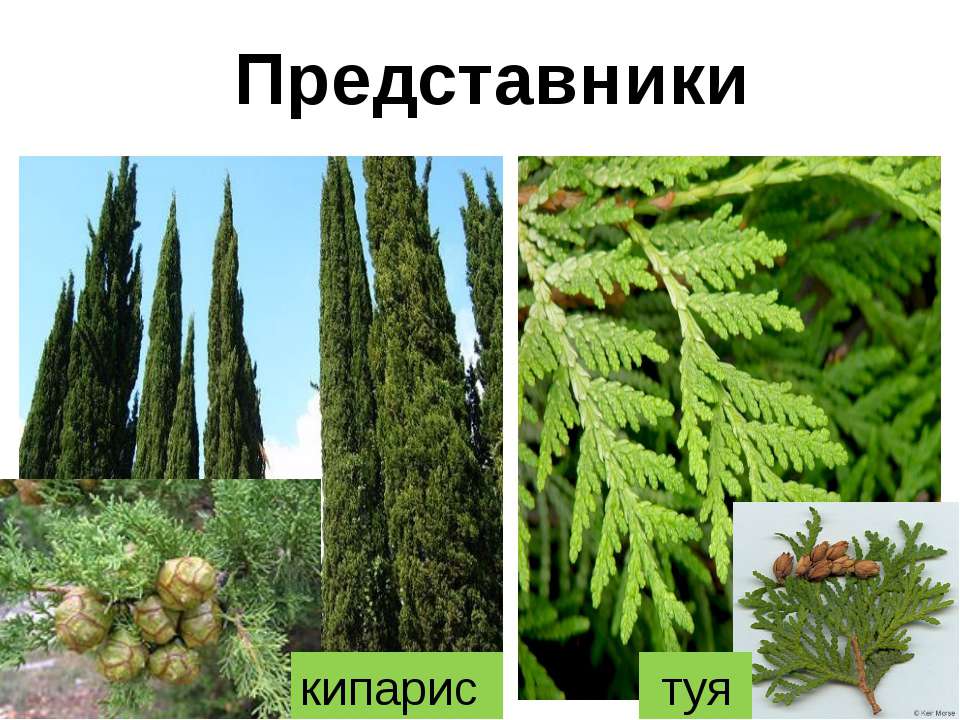 Отличия туи от кипариса