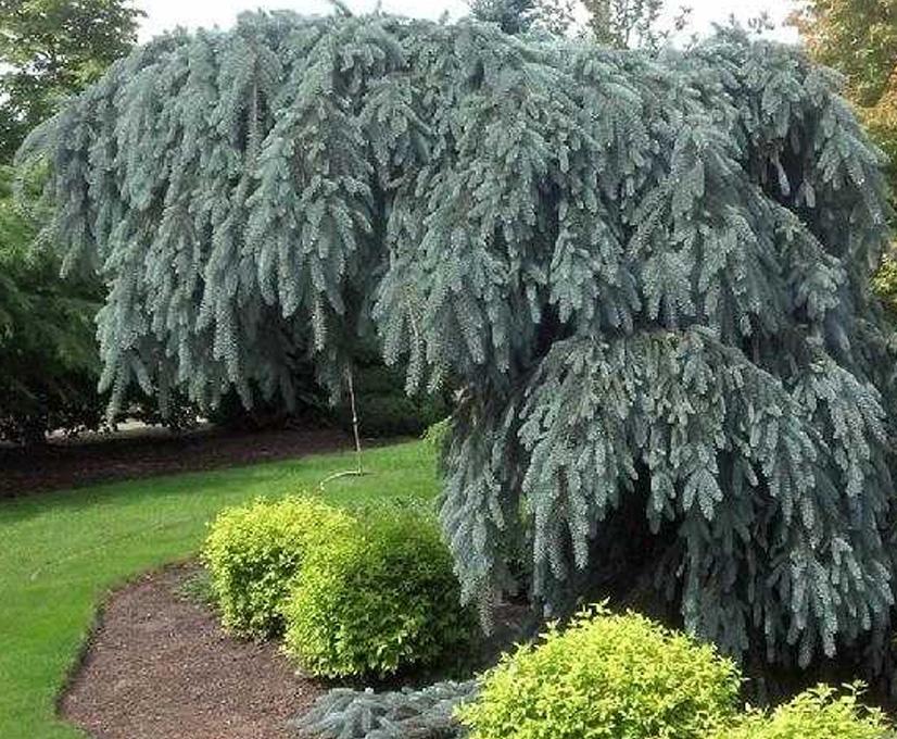 Glauca Pendula фото