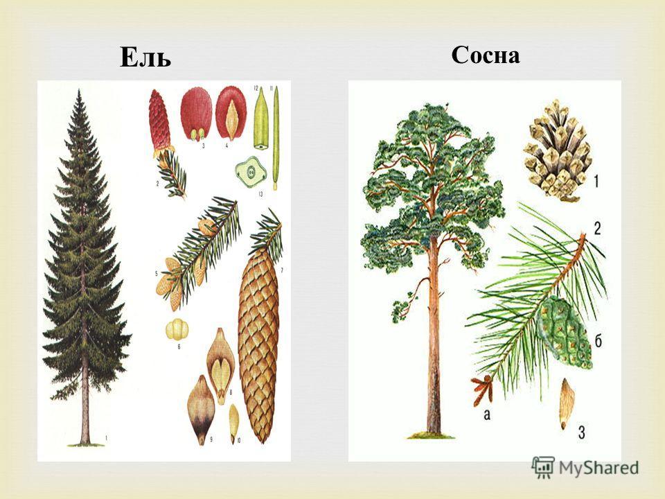 ель или сосна отличия