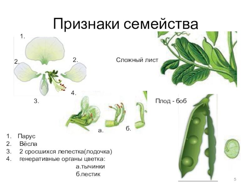 Плод и цветок гороха