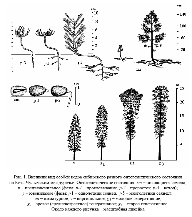 Размеры корневой системы кедра книга