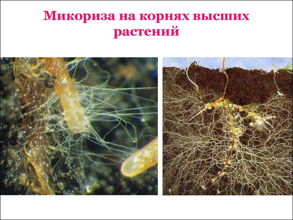 Микориз на корнях