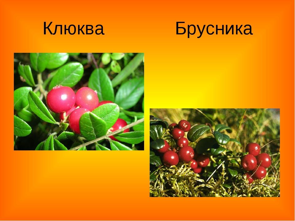 клюква и брусника отличия