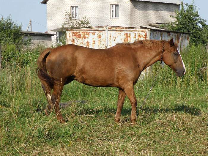 белорусская упряжная лошадь