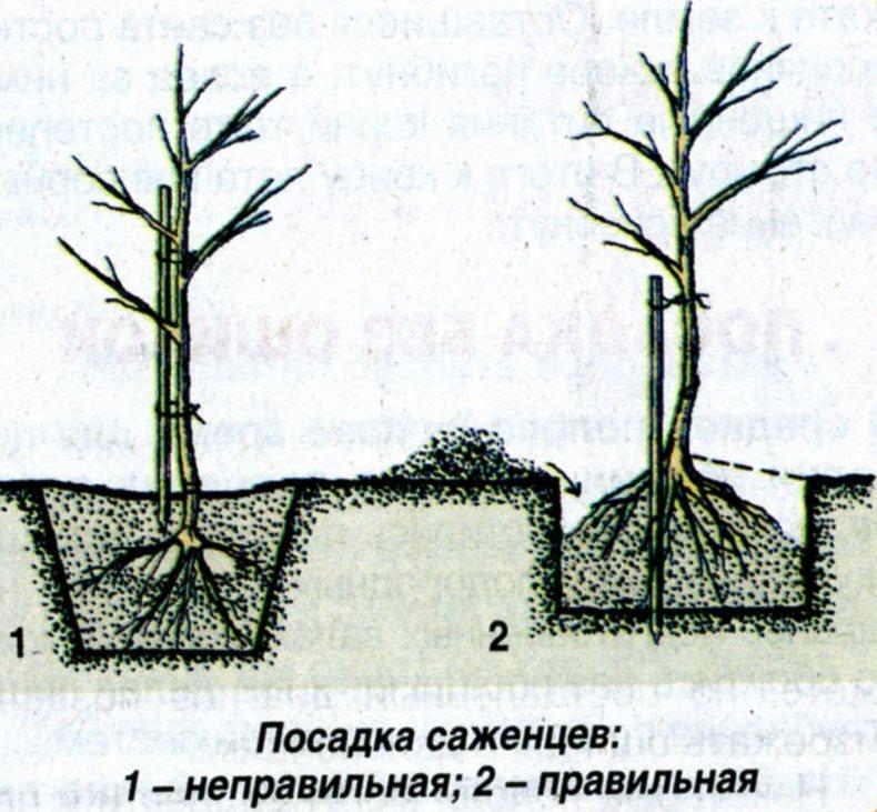 посадка цветов