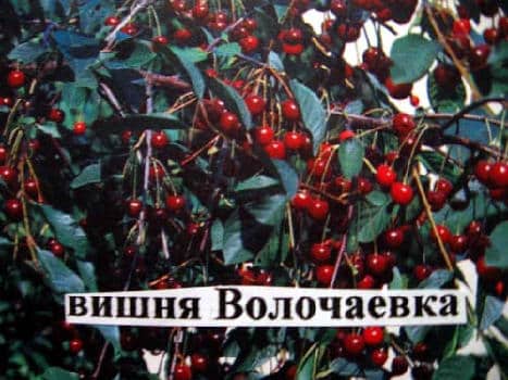 вишня волчаевка