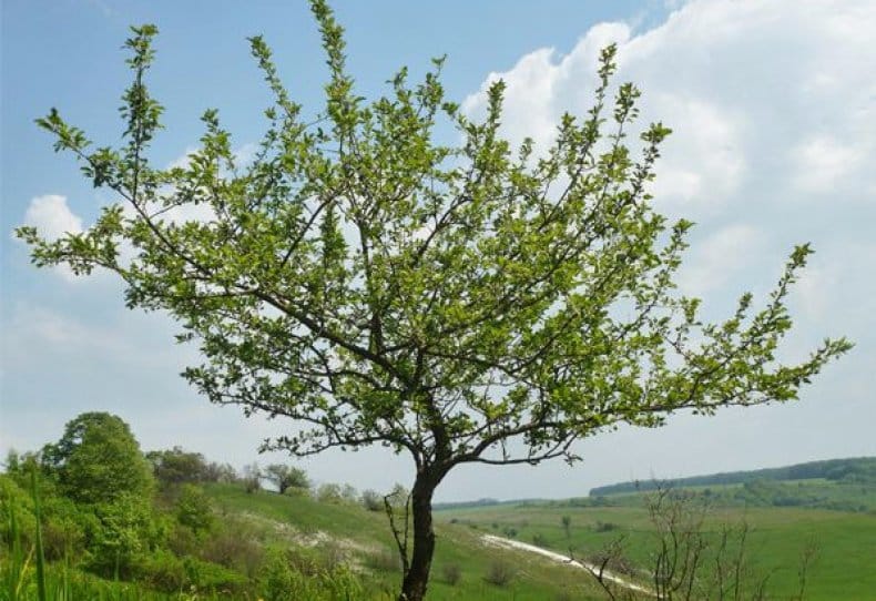 плохо растет яблоня