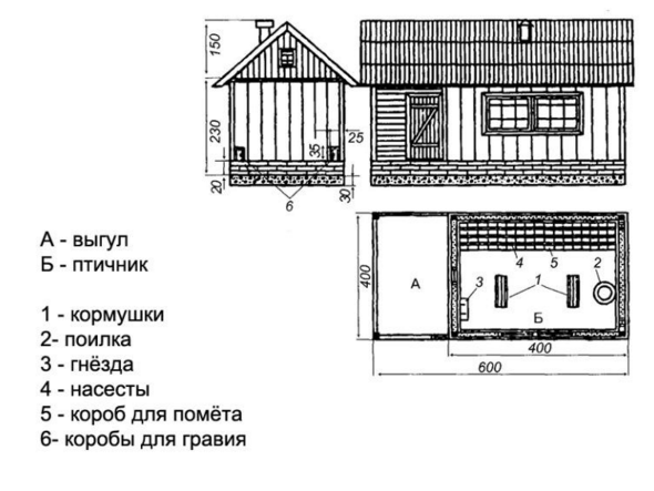 условия выращивания индюков в домашних условиях