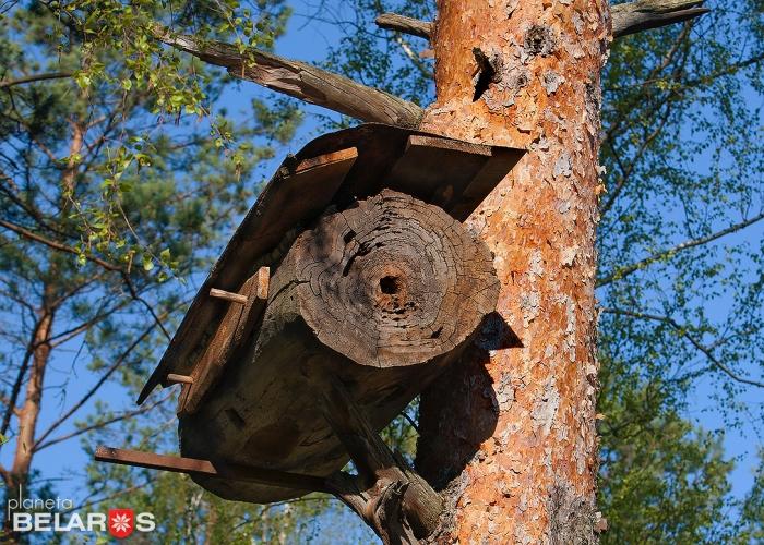 что такое бортничество