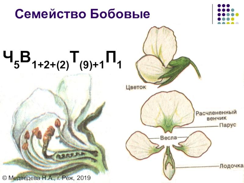 Плод и цветок гороха дача фото