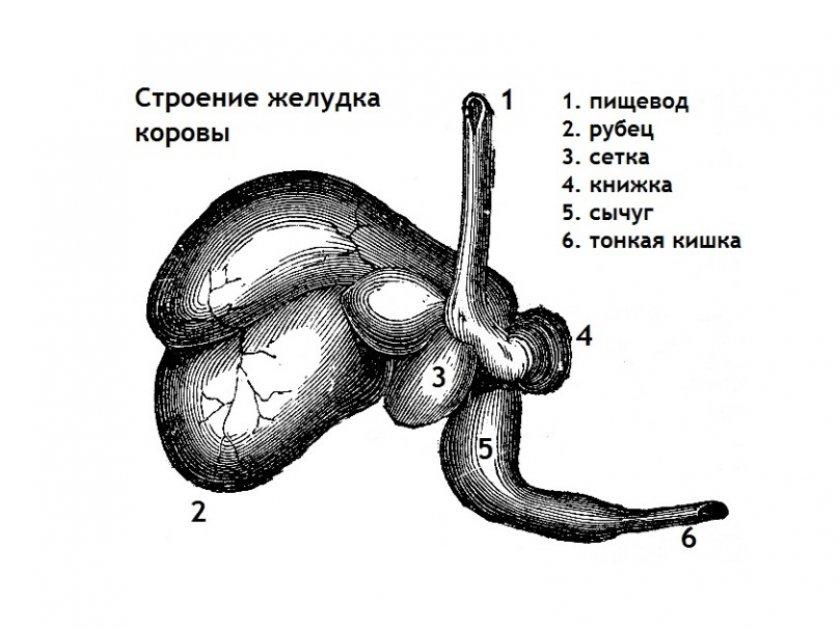 желудок коровы