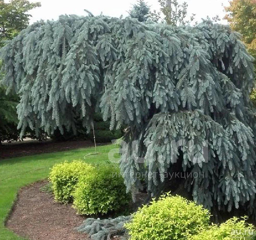 Glauca Pendula (Глаука Пендула)