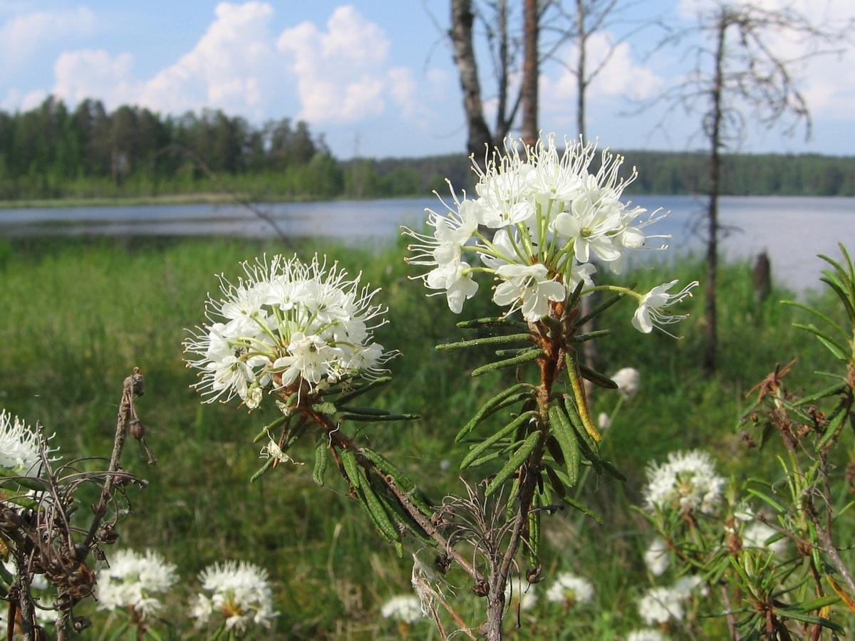 Багульник болотный