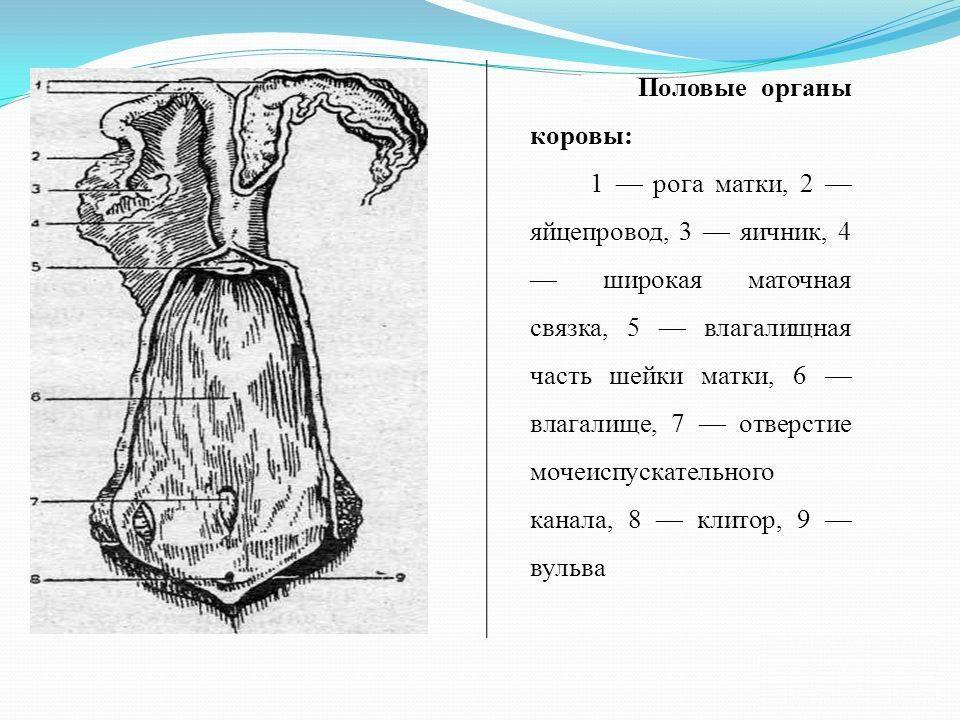 Половая система