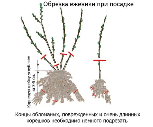 обрезка ежевики