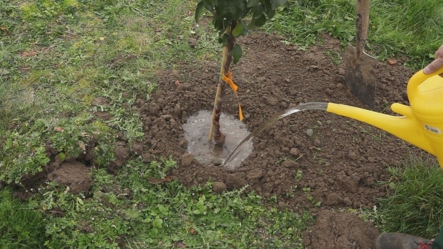 груша чижовская