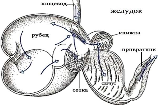 желудок коровы