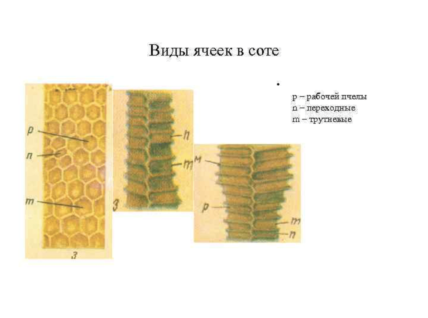 Виды пчелиных ячеек