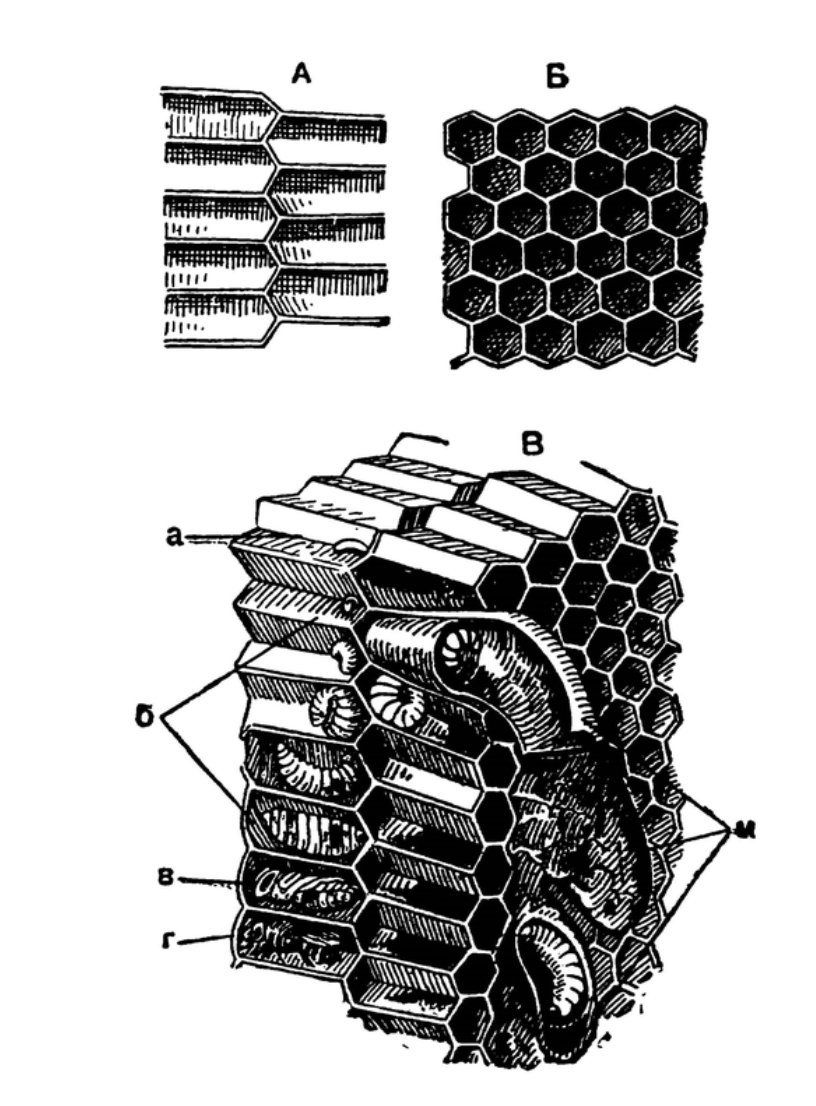 Размеры пчелиных сот 