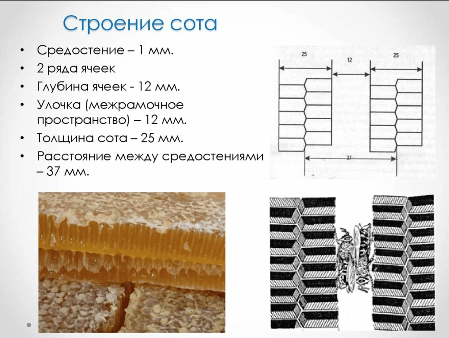 Строение сота