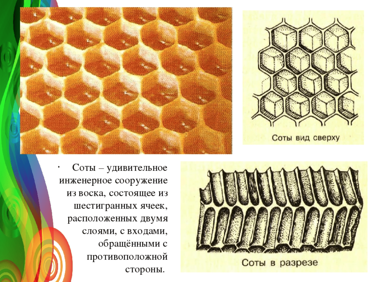 Презентация строение сот