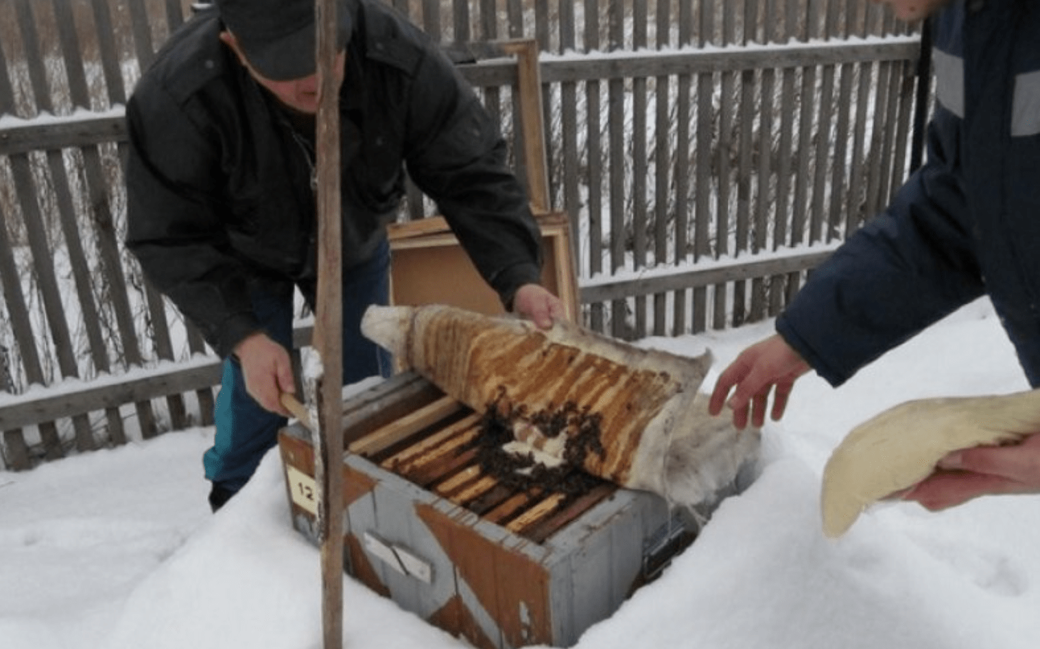 Пчелы зимой на улице