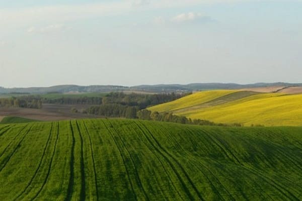 семян подсолнечника