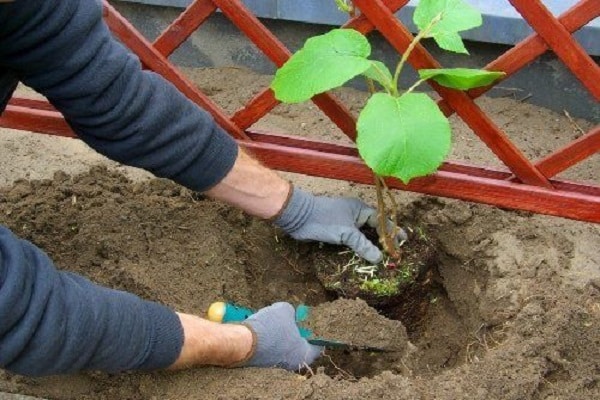 посадка в грунт 